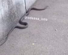 В Одесі жителі зустріли велику змію, яка повзла по тротуару: "Це гадюка?"