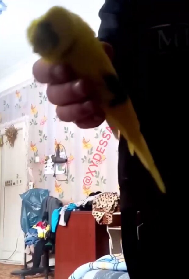 В Одессе школьники швыряли попугая об стенку видео