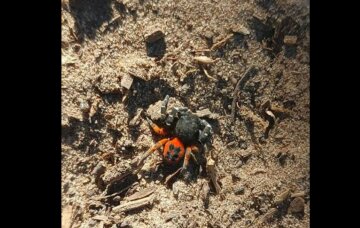 В Днепропетровской области заметили крайне опасный паук