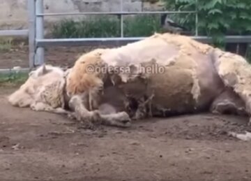 Состояние верблюда в зоопарке встревожило одесситов, видео: что говорит директор зверинца