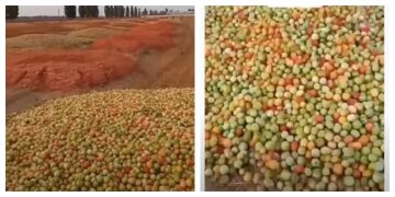 Фермери викидають на поля гори помідорів, відео: залишається тільки "удобрювати" землю