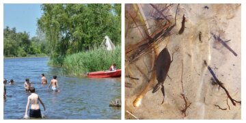 В Киеве на озере заметили скорпиона, фото: "Вылетали из воды как ошпаренные"