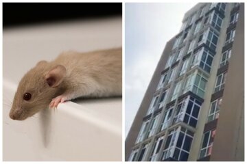 У Києві навала мишей в квартирах городян, відео: людям нікому скаржитися