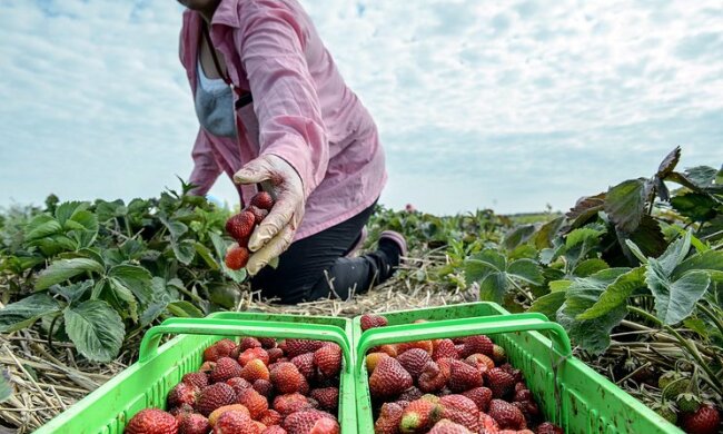 польша заработки