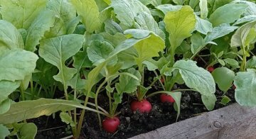Как посадить картошку и ухаживать за ней, чтобы собрать большой урожай