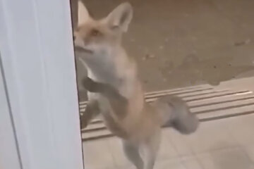 В Харькове в школу пыталась попасть лиса: кадры необычного события