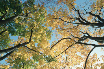 бабье лето, осень