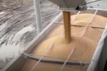 украинское зерно, урожай