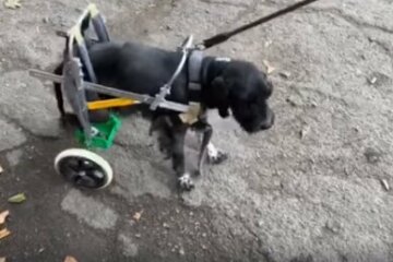 Під Дніпром ветеринари врятували собаку, яку господарі принесли на усипляння: зворушливі кадри