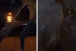 Хлопці мучили лисеня, поліція почала розслідування: відео потрапило в мережу