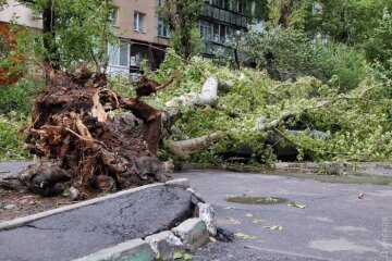 Одесситы заблокированы в квартирах из-за поваленных деревьев (фото)