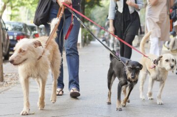 Кінологи назвали найбільш слухняні породи собак: хто зрозуміє людину з півслова
