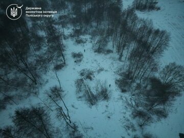 Масштабная расправа над лесом: в Житомирской области за один раз уничтожили более 300 деревьев, нанеся ущерб на миллионы