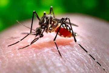 З вірусом Зика боротимуться ГМО-комарами