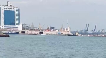 У порту Одеси дельфіни влаштували видовищне шоу: відео розлетілося по мережі