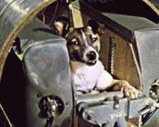 Перша собака-космонавт: 63 роки тому Лайка полетіла в космос, як склалася її доля