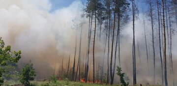 Жахливі масштаби знищення лісу росіянами на Лиманському напрямку: черговий акт екоциду