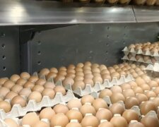 Подорожание яиц в Харьковской области