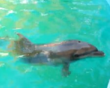 Малюк народився в одеському дельфінарії, відео облетіло мережу: "Який красень"