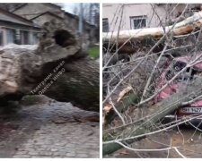 Старое дерево раздавило иномарку в Одессе, кадры: коммунальщики игнорировали проблему