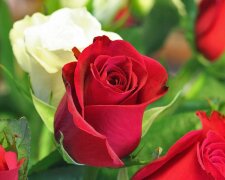 Nature___Flowers_____Red_and_white_rose_088160_