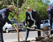 "Це знак": що сталося з деревами, які посадив Труханов в центрі Одеси, фото