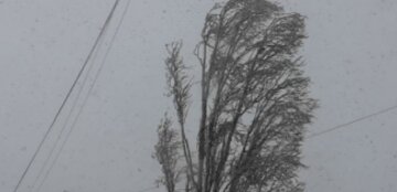 Розгул стихії в Одесі, дерево звалилося на машини: відео падіння розлетілося по мережі