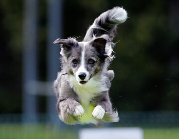 У Словенії пройшов конкурс польотів серед собак (фото)