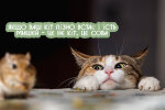 ilustrasi-kucing-menangkap-tikus—istockphoto