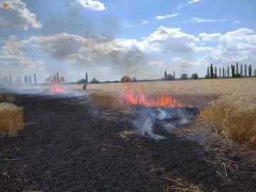 Держекоінспекція: на Миколаївщині через окупантів вигоріло поле із пшеницею, збитки довкіллю склали понад 1,27 млрд гривень