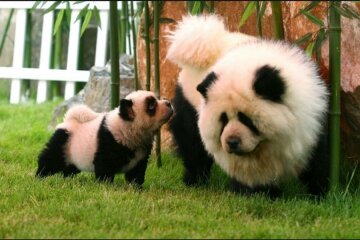 Китайцы превращают собак в панд и тигров (фото)