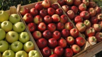 День Саду: Україна у січні-березні збільшила експорт яблук, груш та айви на 80%