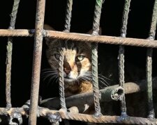У Києві кішку з кошенятами живцем заварили в підвалі: "тому що антисанітарія і таргани"