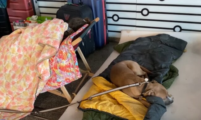 Українським біженцям загрожує виселення із безкоштовного житла: подробиці нового рішення країни ЄС