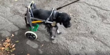 Під Дніпром ветеринари врятували собаку, яку господарі принесли на усипляння: зворушливі кадри