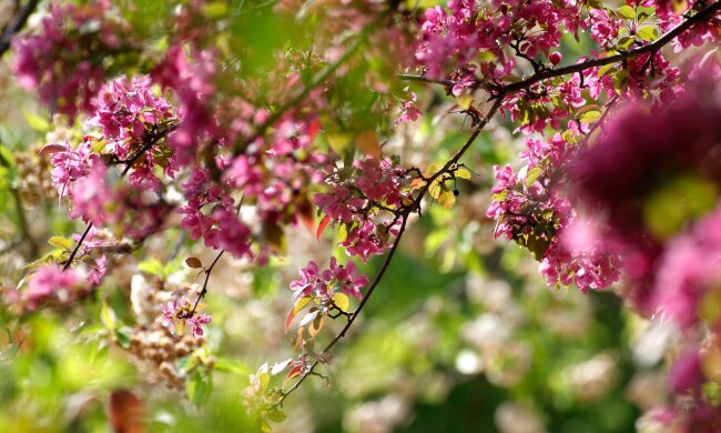 цветы, погода, лето, весна