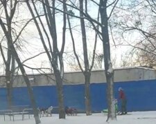 Харків'янка запрягла собак у санки, відео: "Ідеальний спосіб пересування"