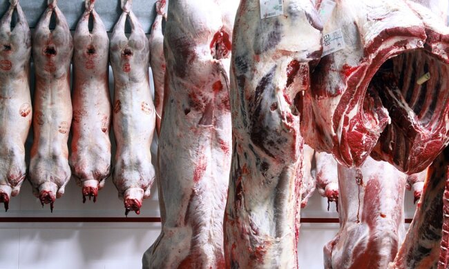 animal-3324798_960_720