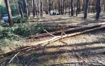 Окупанти вирубують ліс на Харківщині: що відомо про їхні наміри
