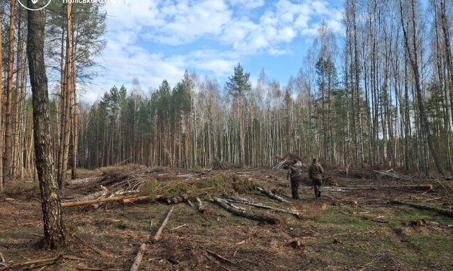 вирубка лісу