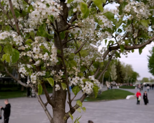 Прогноз погоди на тиждень з 30 березня по 5 квітня в Харкові