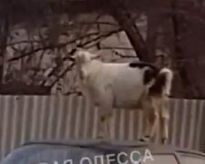 В Одессе козел забрался на крышу иномарки: курьезное видео
