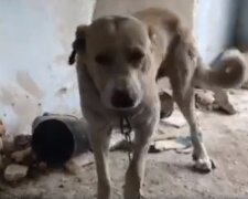 "Голодный и измученный": хозяин решил избавиться от пса нечеловеческим способом под Одессой, видео