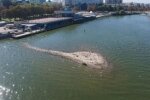 В Днепре посреди реки "вырос" новый островок, экологи забили тревогу: видео