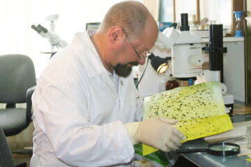 анализ, фитосанитарная