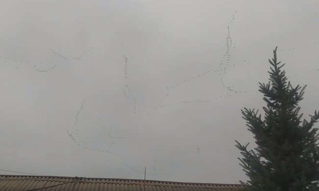 На Дніпропетровщину повернулись журавлі набагато раніше терміну: відео аномалії