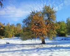 Снігом замело околиці Ужгорода (фото)