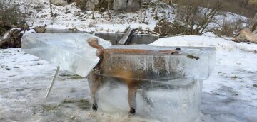 Каких животных находят в замерзших водоемах (фото)
