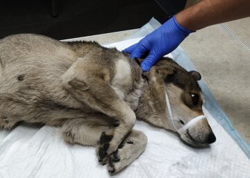 У Дніпрі намагаються врятувати собаку з онкологією, кадри: "Дуже боїться людей, але сама прийшла за допомогою"
