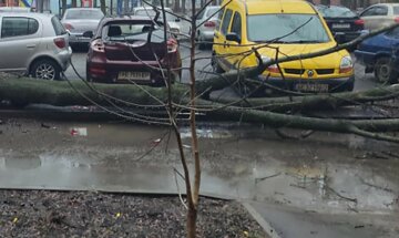 В Харькове возле магазина на тротуар рухнуло дерево, кадры: рядом были люди